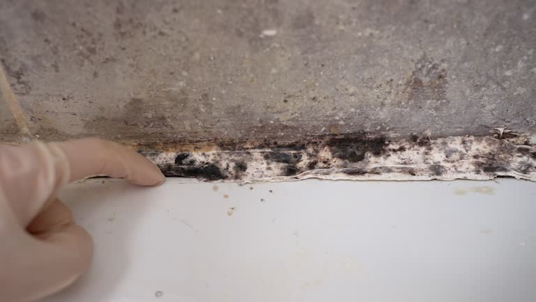 Best Residential Mold Inspection & Testing  in North Muskegon, MI